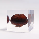 Agaricus bisporus