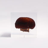 Agaricus bisporus