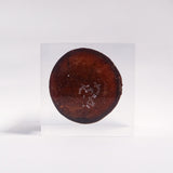 Agaricus bisporus