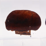 Agaricus bisporus