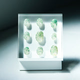 Sanriku hisui awabi(Jade Abalone Shell)【Plate】