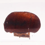 Agaricus bisporus