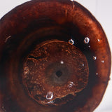 Agaricus bisporus