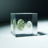 Sanriku hisui awabi(Jade Abalone Shell)【Cube】