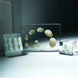 Sanriku hisui awabi(Jade Abalone Shell)【Cube】