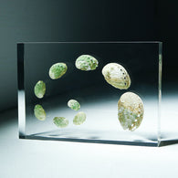 Sanriku hisui awabi(Jade Abalone Shell) 【Growth Stage Specimen】