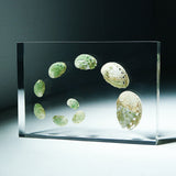 Sanriku hisui awabi(Jade Abalone Shell) 【Growth Stage Specimen】