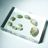 Sanriku hisui awabi(Jade Abalone Shell) 【Growth Stage Specimen】