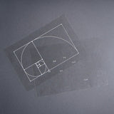 Sanriku hisui awabi(Jade Abalone Shell) 【Growth Stage Specimen】