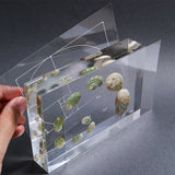 Sanriku hisui awabi(Jade Abalone Shell) 【Growth Stage Specimen】