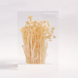 Flammulina velutipes