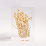 Flammulina velutipes