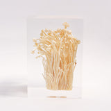 Flammulina velutipes