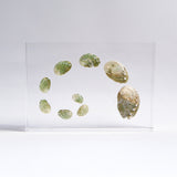 Sanriku hisui awabi(Jade Abalone Shell) 【Growth Stage Specimen】