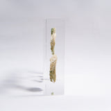 Sanriku hisui awabi(Jade Abalone Shell) 【Growth Stage Specimen】