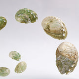 Sanriku hisui awabi(Jade Abalone Shell) 【Growth Stage Specimen】