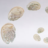 Sanriku hisui awabi(Jade Abalone Shell) 【Growth Stage Specimen】