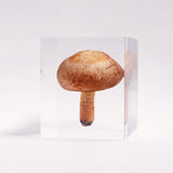 Lentinula edodes