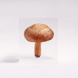 Lentinula edodes