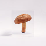 Lentinula edodes