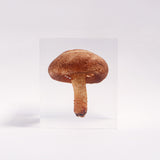 Lentinula edodes