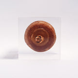 Lentinula edodes