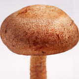 Lentinula edodes
