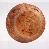 Lentinula edodes
