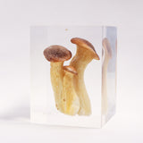 Pleurotus eryngii