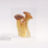 Pleurotus eryngii