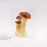 Pleurotus eryngii