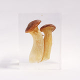 Pleurotus eryngii