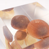 Pleurotus eryngii