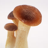 Pleurotus eryngii