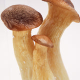 Pleurotus eryngii