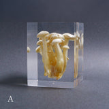 Agaricus marmoreus Peck