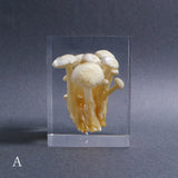 Agaricus marmoreus Peck