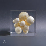 Agaricus marmoreus Peck