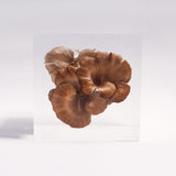 Grifola frondosa