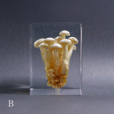 Agaricus marmoreus Peck