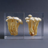 Agaricus marmoreus Peck