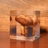 Lentinula edodes