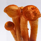 Pholiota microspora