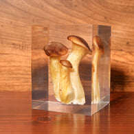 Pleurotus eryngii