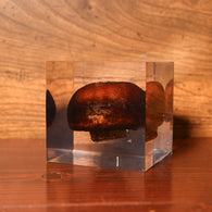 Agaricus bisporus