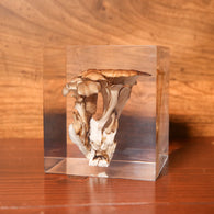 Grifola frondosa