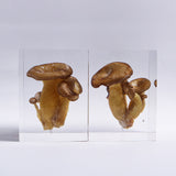 Pleurotus ostreatus