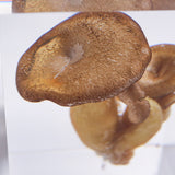 Pleurotus ostreatus