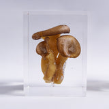 Pleurotus ostreatus