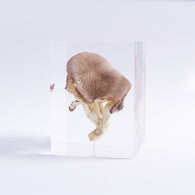 Pleurotus ostreatus　【Gray】